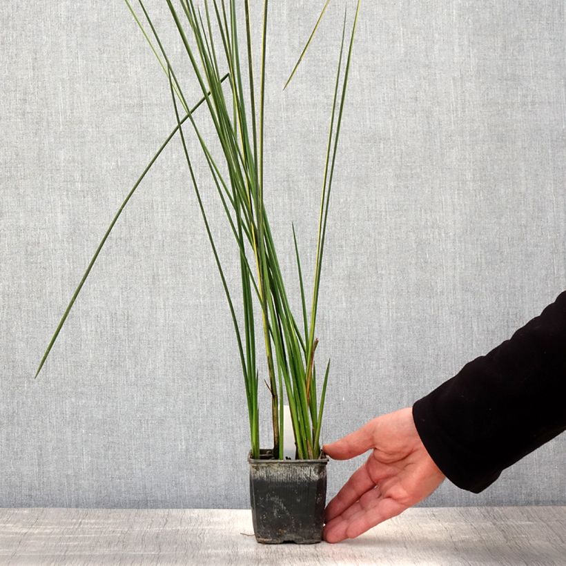 Example of Baumea rubiginosa - Jonc mou Kweekpotje van 8/9 cm as you get in printemps