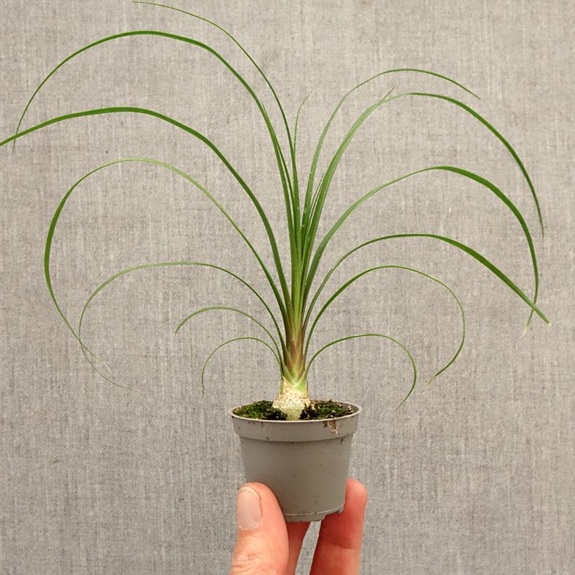 Exemplaar van Beaucarnea recurvata - Olifantenpoot Mini-kamerplanten zoals geleverd in de lente