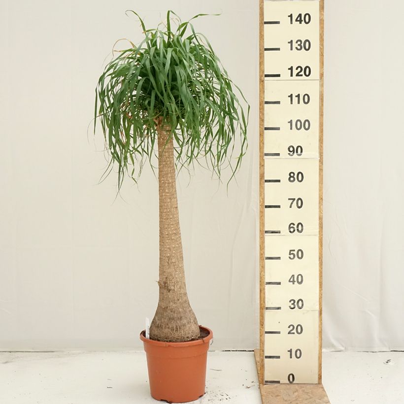 Exemplaar van Beaucarnea recurvata - Olifantenpoot Pot van 7,5 l/10 l zoals geleverd in de zomer