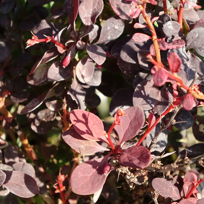 Berberis thunbergii Red Rocket - Japanse berberis (Blad)
