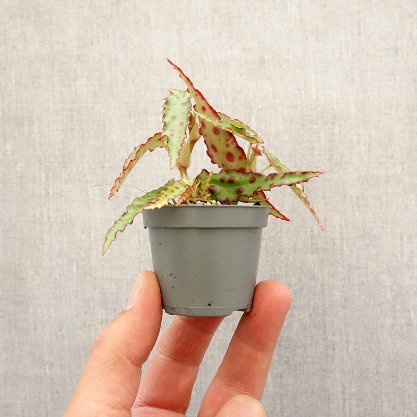 Exemplaar van Begonia amphioxus - Begonia Mini-kamerplanten zoals geleverd in de lente