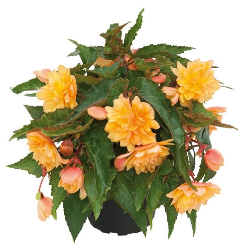 Begonia Belleconia Mango - Hangbegonia (Groeiplaats)