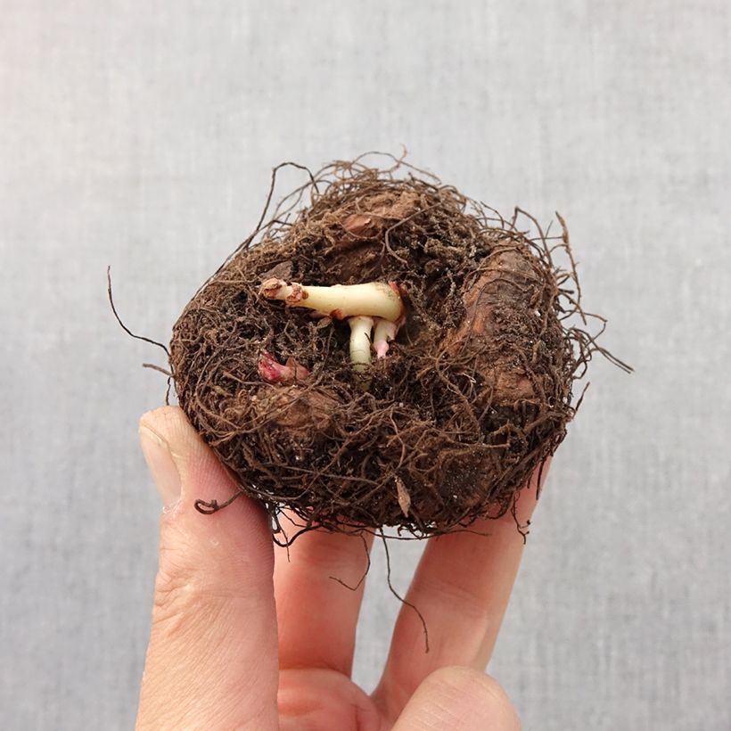 Exemplaar van Begonia intermedia Bertinii - Bladbegonia Bol kaliber 6/7 zoals geleverd in de lente