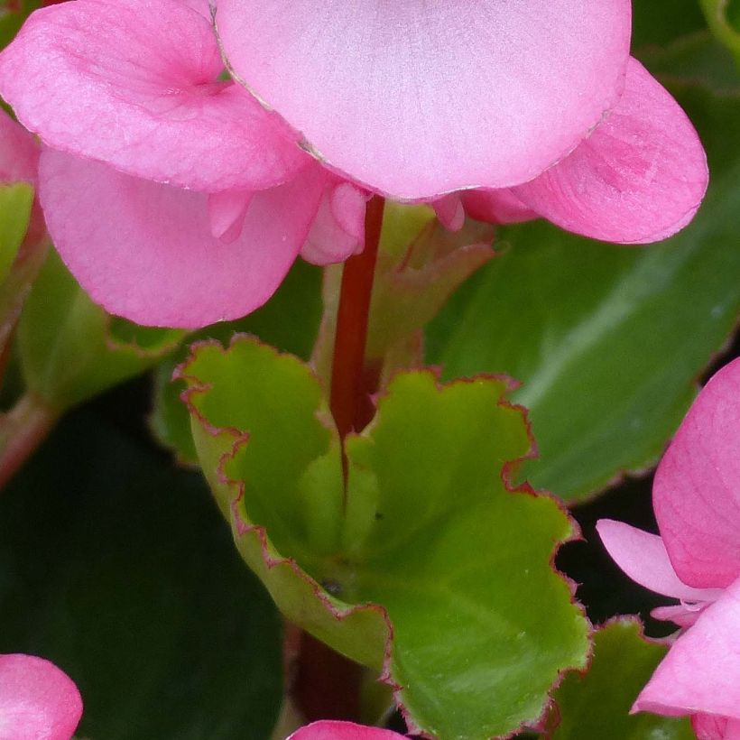 Begonia Big F1 Roze - Perkbegonia (Blad)