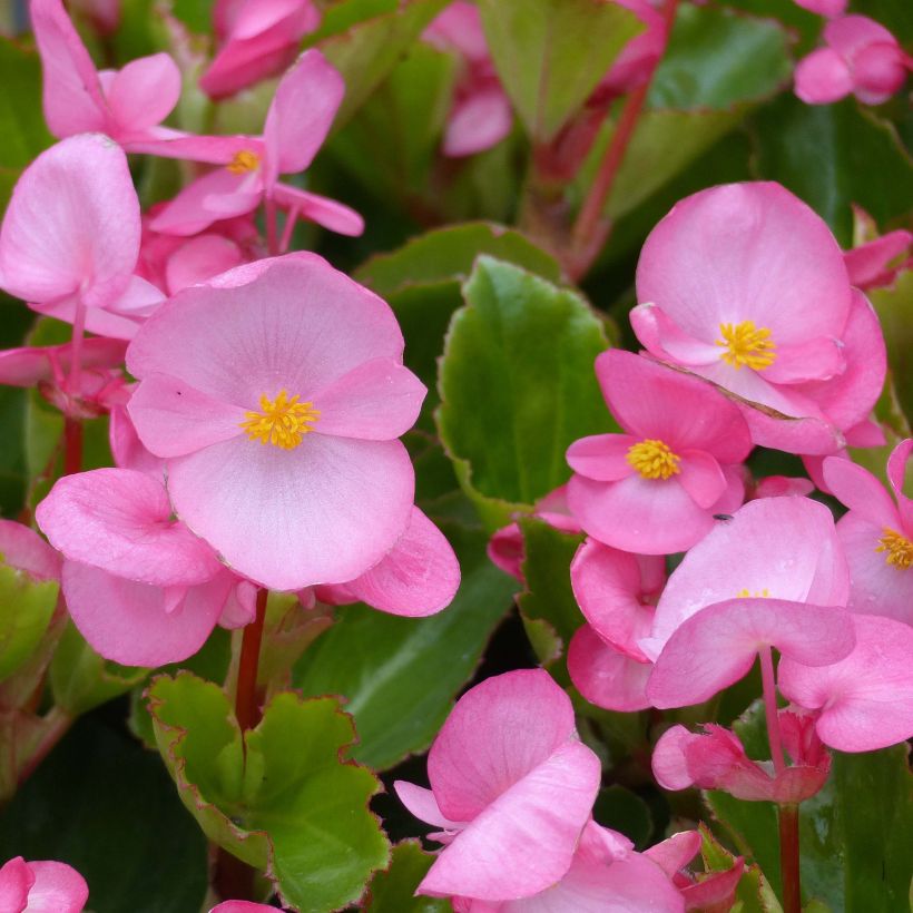 Begonia Big F1 Roze - Perkbegonia (Bloei)