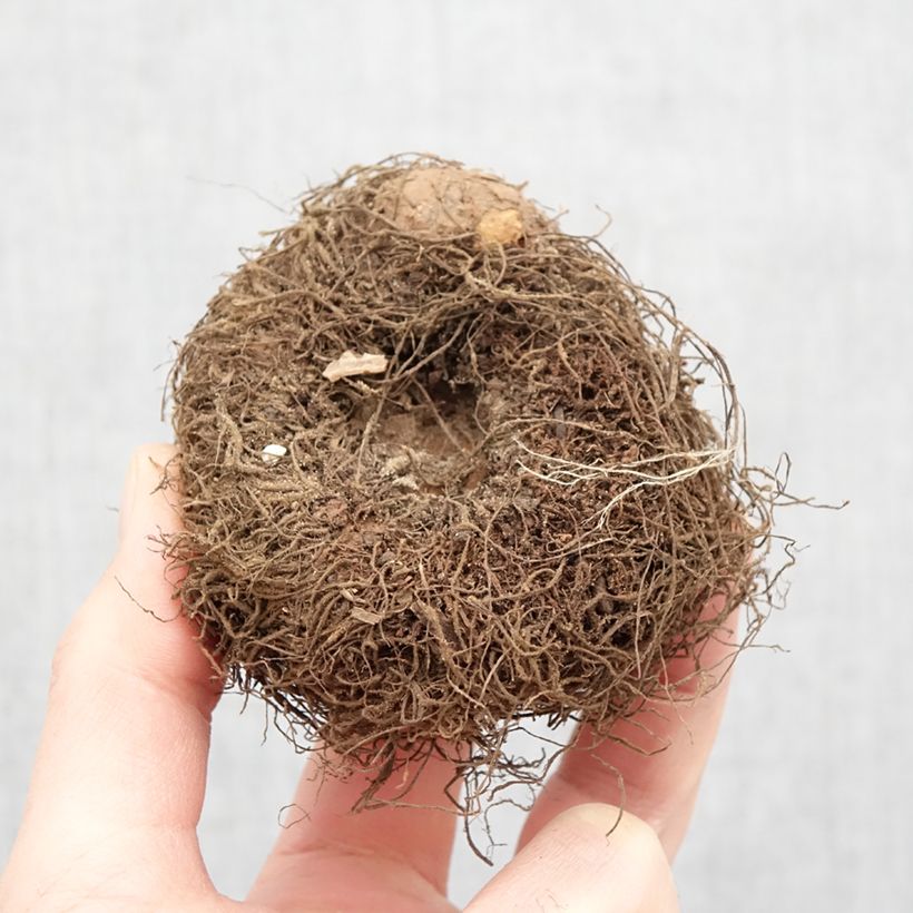 Exemplaar van Begonia boliviensis San Francisco - Boliviaanse hangbegonia Bol kaliber 24+ zoals geleverd in de lente