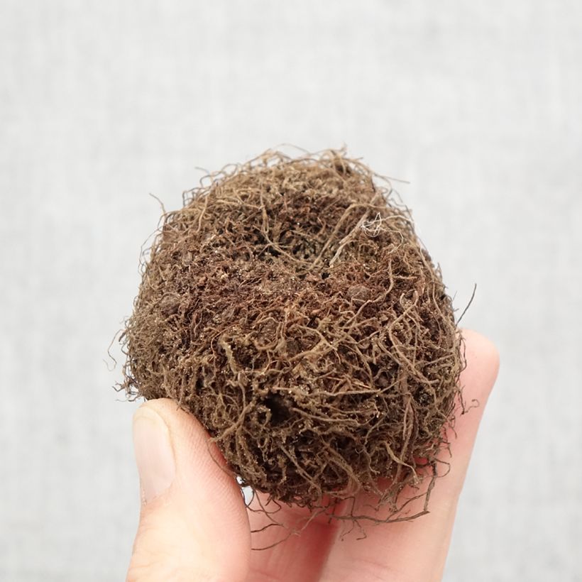 Exemplaar van Begonia boliviensis Santa Barbara - Boliviaanse hangbegonia Bol kaliber 24+ zoals geleverd in de lente