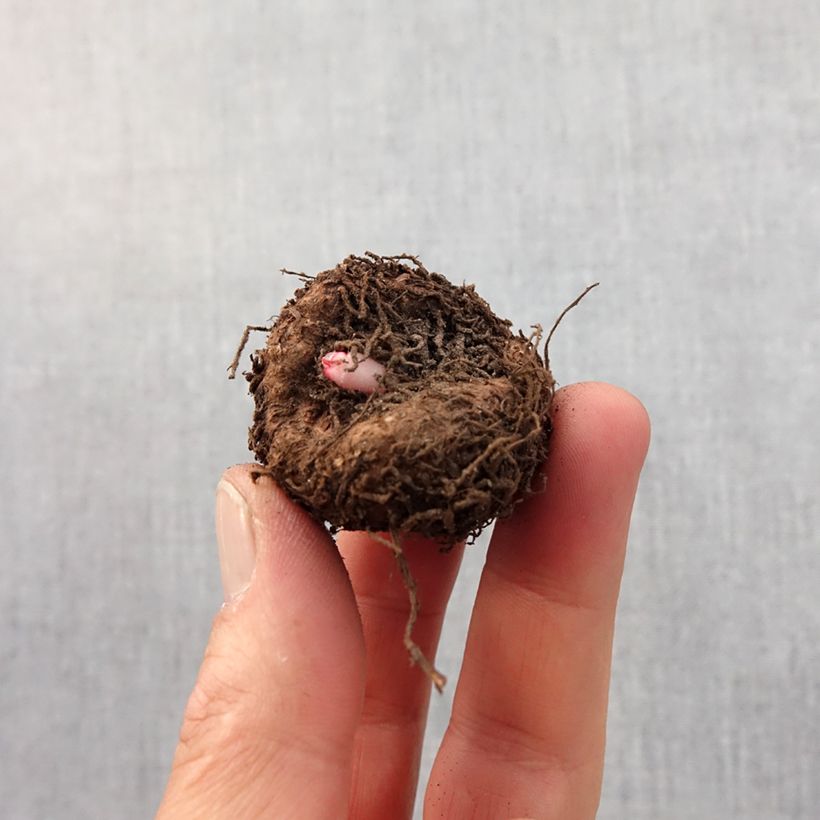 Example of Begonia crispa Marginata Wit-Rood - Knolbegonia Bol kaliber 5+ as you get in printemps