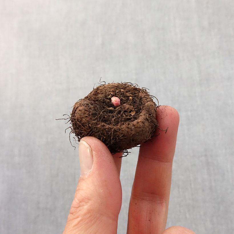 Example of Begonia tuberhybrida Crispa Marginata Geel-Rood - Knolbegonia Bol kaliber 5+ as you get in printemps