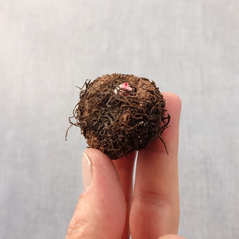 Exemplaar van Begonia tuberhybrida Bouton de Rose - Knolbegonia Bol kaliber 5+ zoals geleverd in de lente