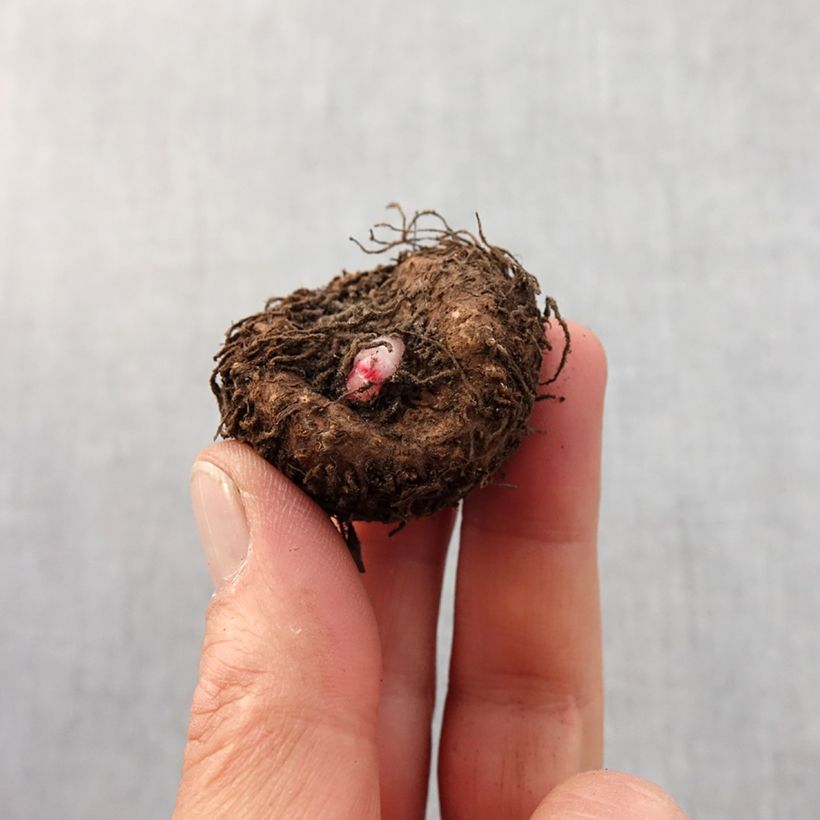 Exemplaar van Begonia tuberhybrida Double Marmorata - Dubbelbloemige knolbegonia Bol kaliber 4 zoals geleverd in de lente