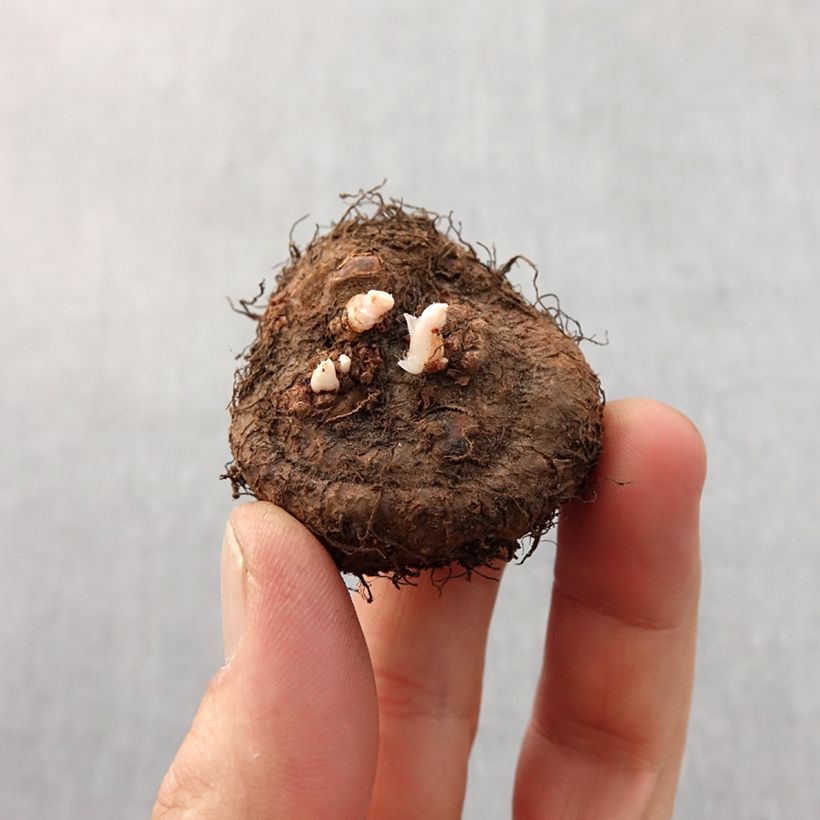 Example of Begonia Fimbriata Wit - Knolbegonia Bol kaliber 6+ as you get in printemps