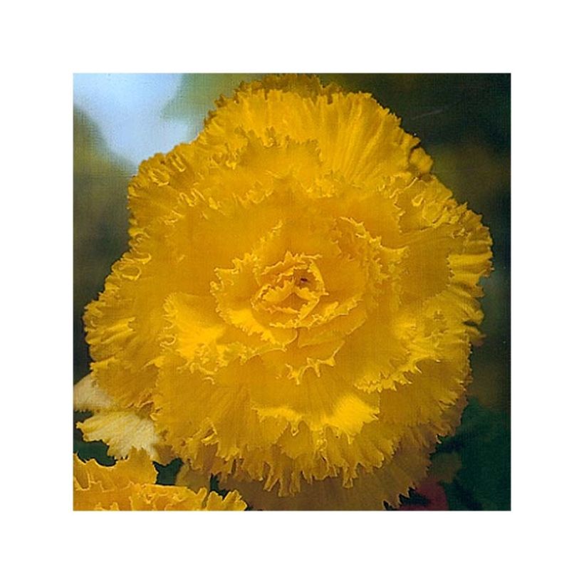 Begonia Fimbriata Geel - Knolbegonia (Bloei)