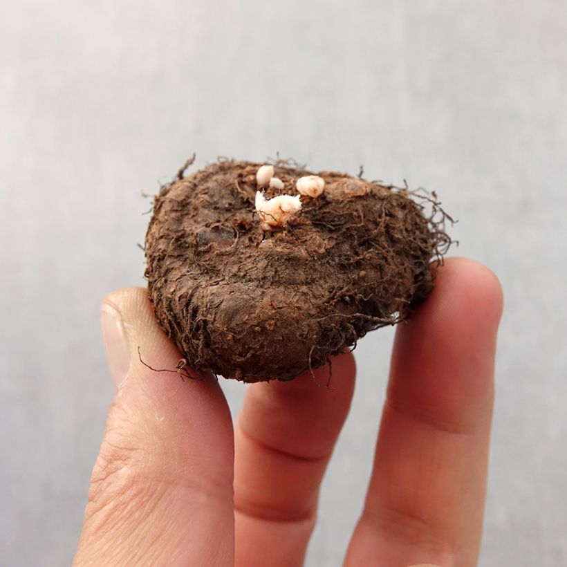 Exemplaar van Begonia Fimbriata Geel - Knolbegonia Bol kaliber 6+ zoals geleverd in de lente