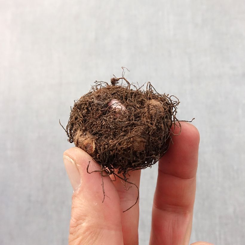 Exemplaar van Begonia tuberhybrida Fimbriata Oranje - Knolbegonia Bol kaliber 6+ zoals geleverd in de lente