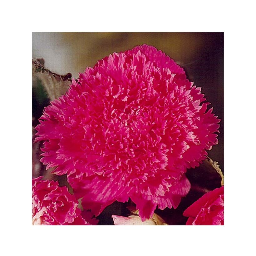 Begonia Fimbriata Roze - Knolbegonia (Bloei)