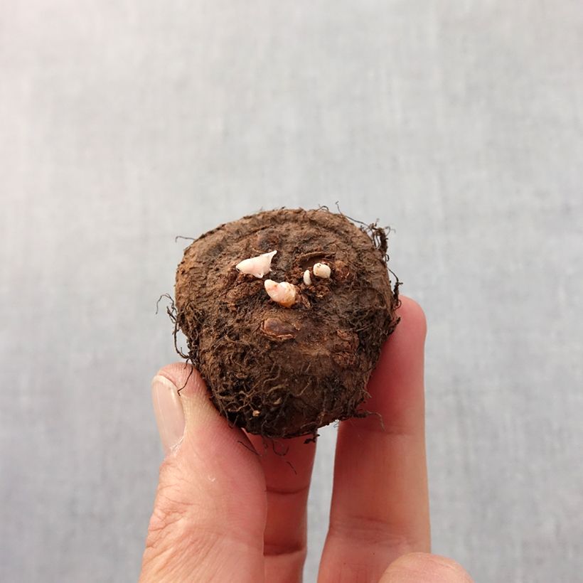 Exemplaar van Begonia Fimbriata Rood - Knolbegonia Bol kaliber 6+ zoals geleverd in de lente