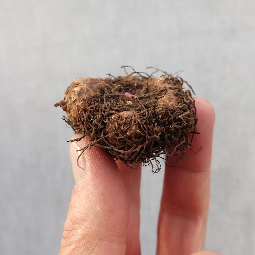 Exemplaar van Begonia Fimbriata Samba Mix - Knolbegonia Bol kaliber 4+ zoals geleverd in de lente