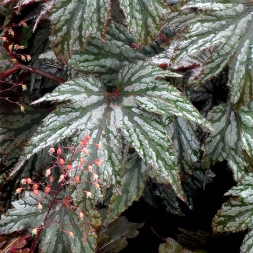 Begonia Garden Angel Silver - Bladbegonia (Blad)