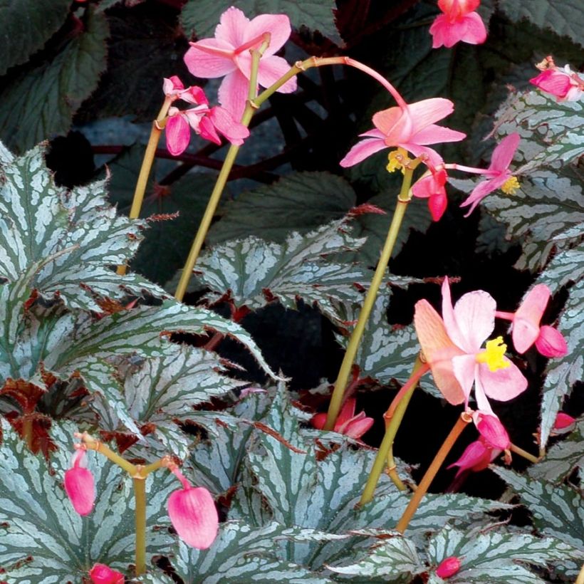 Begonia Garden Angel Silver - Bladbegonia (Bloei)