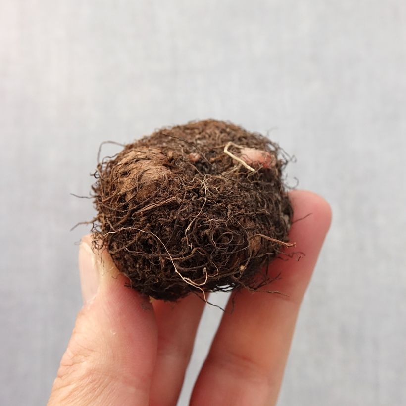 Example of Begonia grandiflora Wit - Grootbloemige begonia Bol kaliber 6+ as you get in printemps