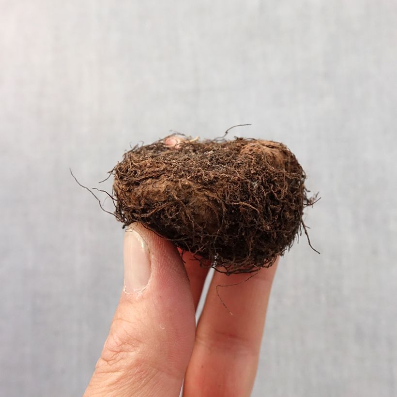 Example of Begonia grandiflora Geel - Grootbloemige begonia Bol kaliber 6+ as you get in printemps