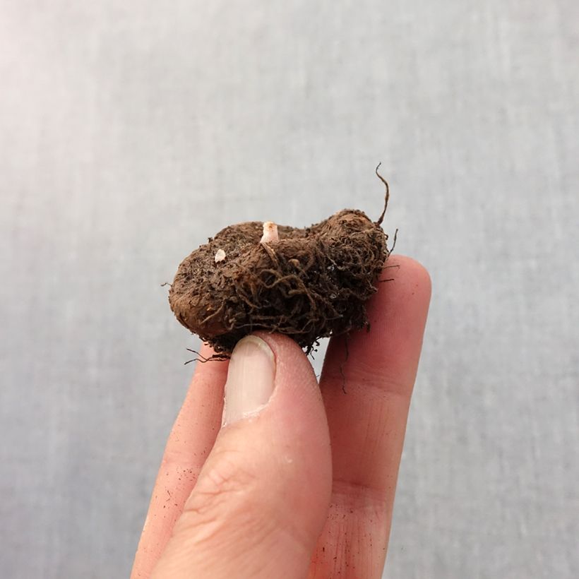 Exemplaar van Begonia grandiflora Picotee Geel-Rood - Grootbloemige begonia Bol kaliber 4+ zoals geleverd in de lente