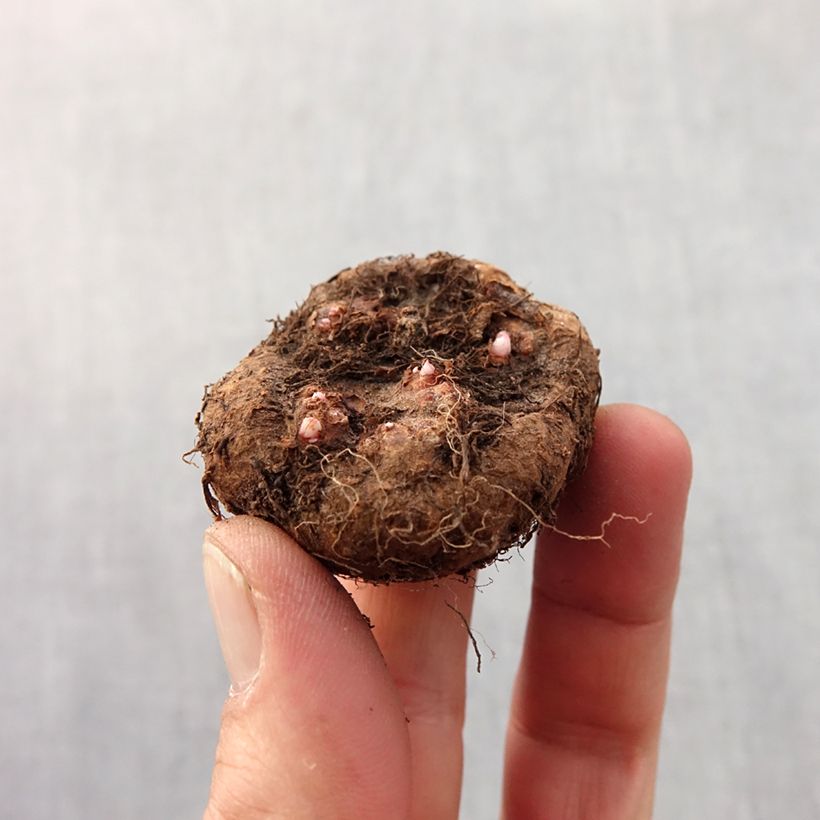 Example of Begonia grandiflora Roze - Grootbloemige begonia Bol kaliber 6+ as you get in printemps