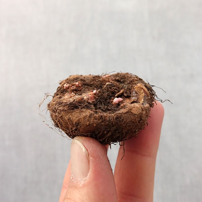 Example of Begonia grandiflora Rood - Grootbloemige begonia Bol kaliber 4+ as you get in printemps