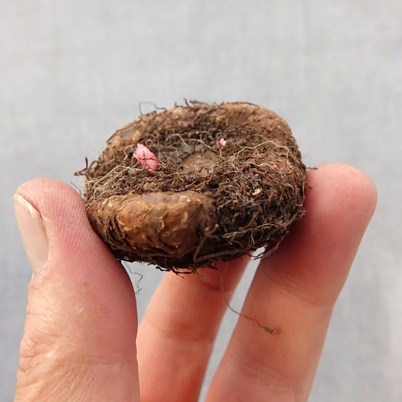 Example of Begonia grandiflora Salmon - Grootbloemige begonia Bol kaliber 7+ as you get in printemps