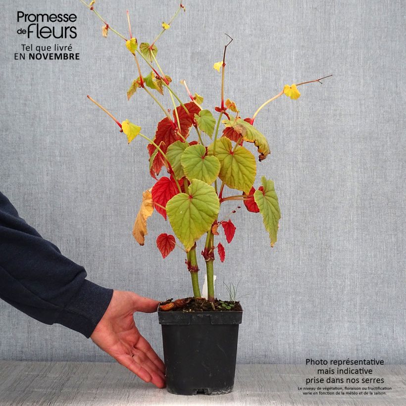 Exemplaar van Begonia grandis subsp. evansiana - Scheefblad Pot van 2 l/3 l zoals geleverd in de herfst