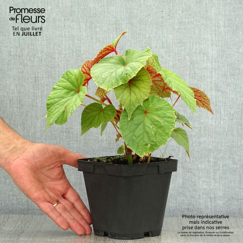 Exemplaar van Begonia grandis subsp. evansiana - Scheefblad Pot van 2 l/3 l zoals geleverd in de zomer