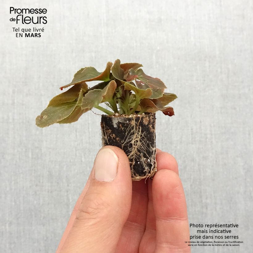 Exemplaar van Begonia Gumdrop Coco Rood - Waterbegonia Mini-mot Ø 1,5/2,5 cm zoals geleverd in de lente