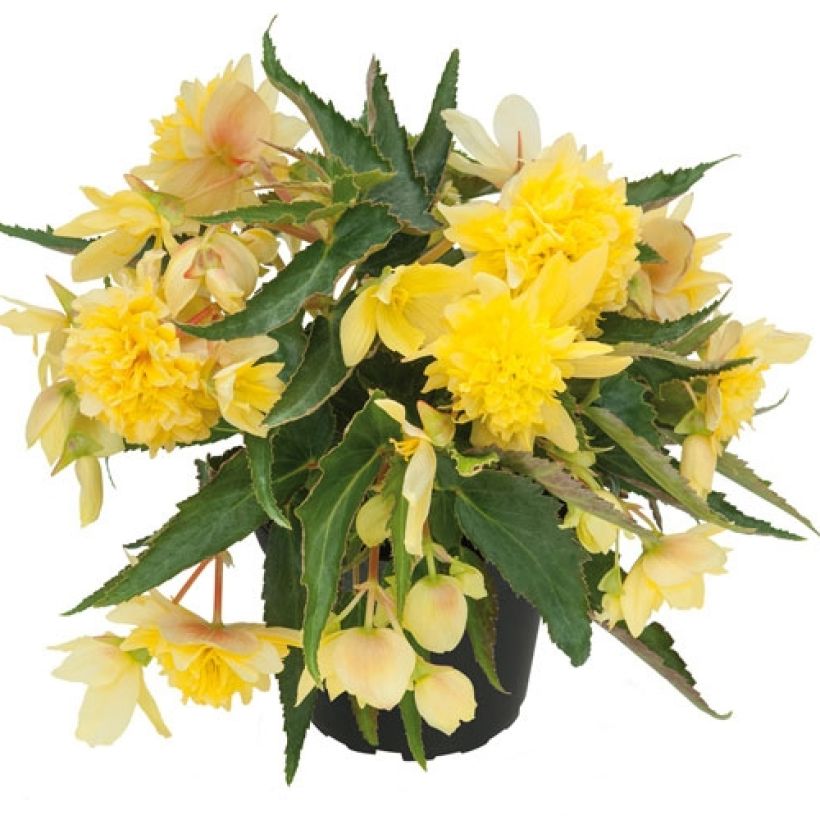 Begonia Belleconia Citrus - Hangbegonia (Groeiplaats)