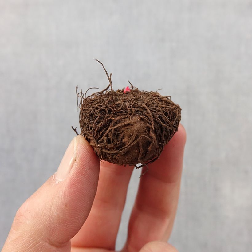 Exemplaar van Begonia multiflora Bijou de Gand - Knolbegonia Bol kaliber 2,5/5 zoals geleverd in de lente