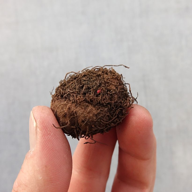 Example of Begonia multiflora Flamboyant - Knolbegonia Bol kaliber 2,5/5 as you get in printemps