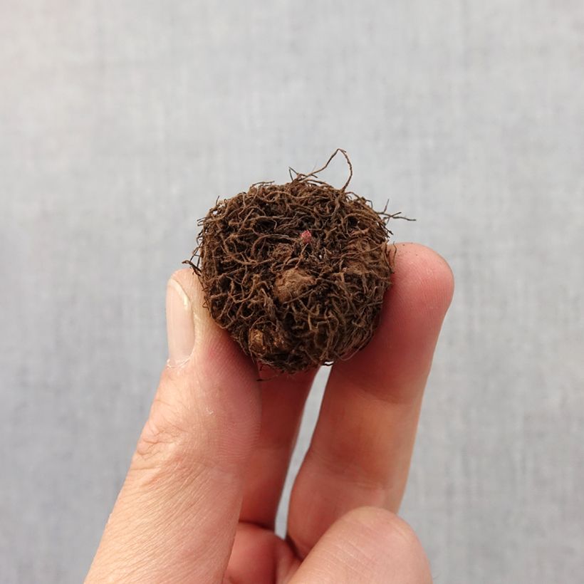 Exemplaar van Begonia multiflora Helene Harms - Knolbegonia Bol kaliber 2,5/5 zoals geleverd in de lente