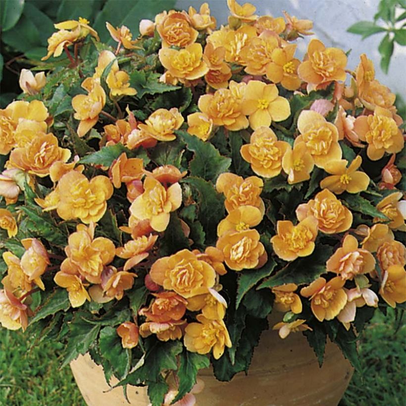 Begonia multiflora Richard Galle - Knolbegonia (Bloei)