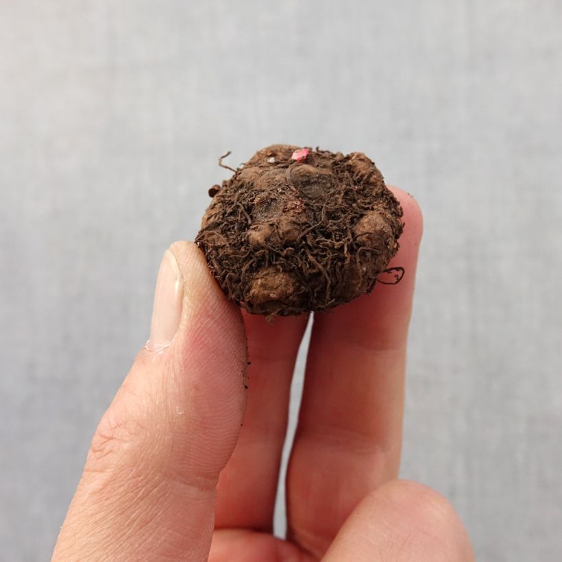 Exemplaar van Begonia multiflora Richard Galle - Knolbegonia Bol kaliber 2,5/5 zoals geleverd in de lente