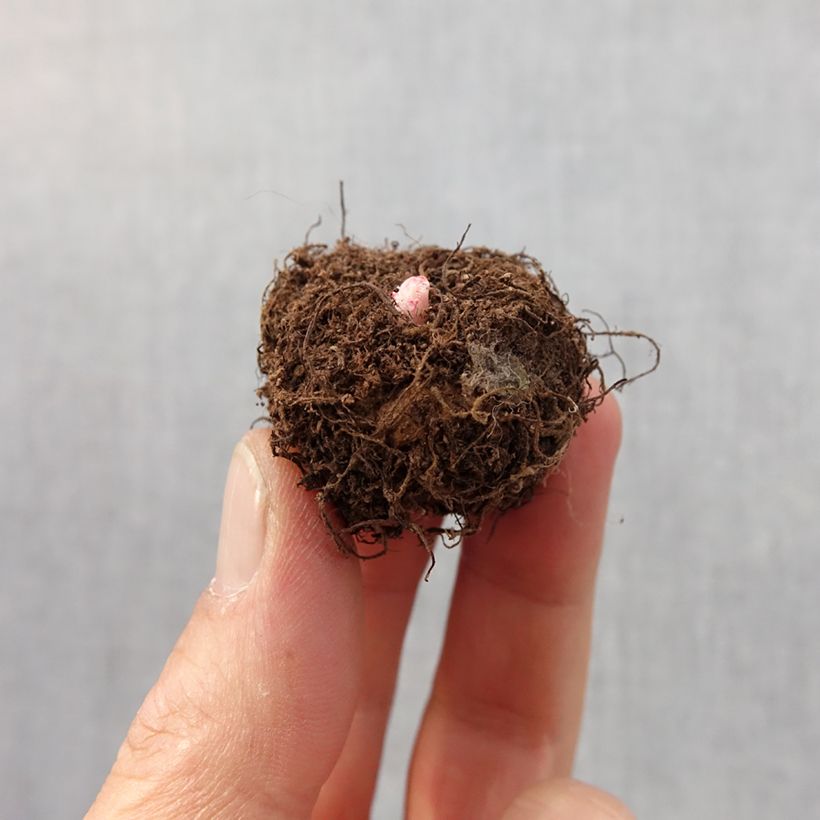 Exemplaar van Begonia Non Stop Mix - Kleinbloemige knolbegonia Bol kaliber 4+ zoals geleverd in de lente