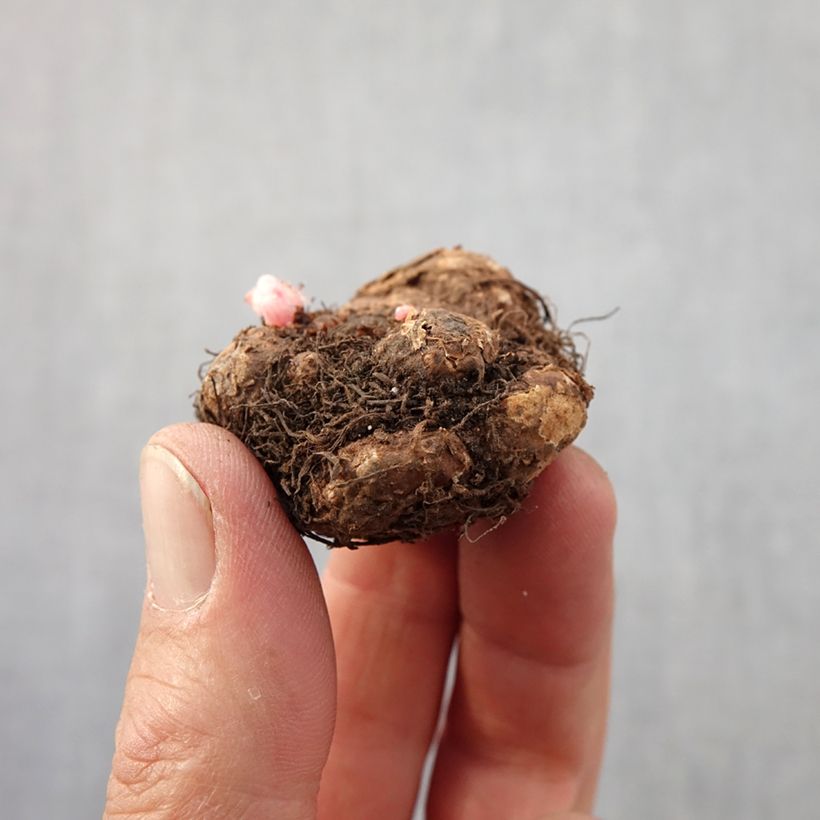 Exemplaar van Begonia pendula Golden Balcony - Hangbegonia Bol kaliber 4+ zoals geleverd in de lente