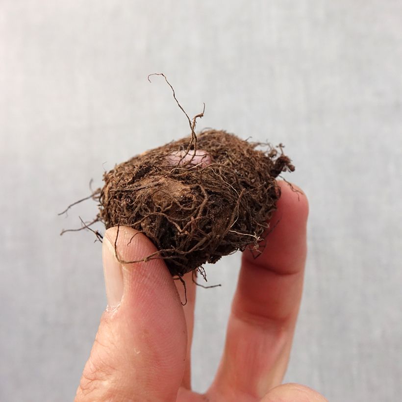 Exemplaar van Begonia pendula Geel - Hangbegonia Bol kaliber 6+ zoals geleverd in de lente