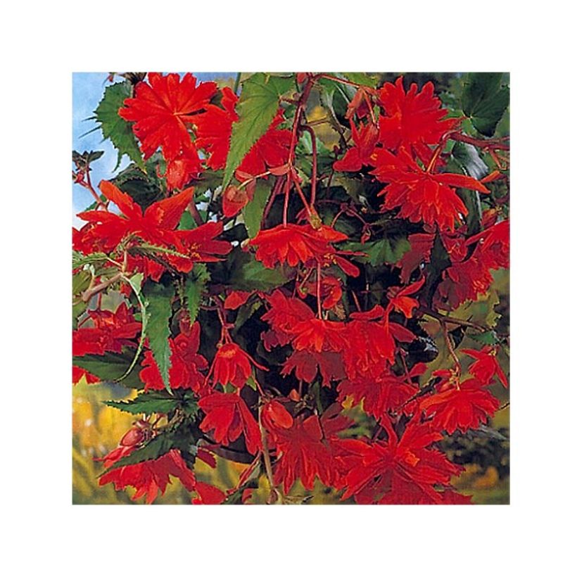 Begonia pendula Oranje - Hangbegonia (Flowering)