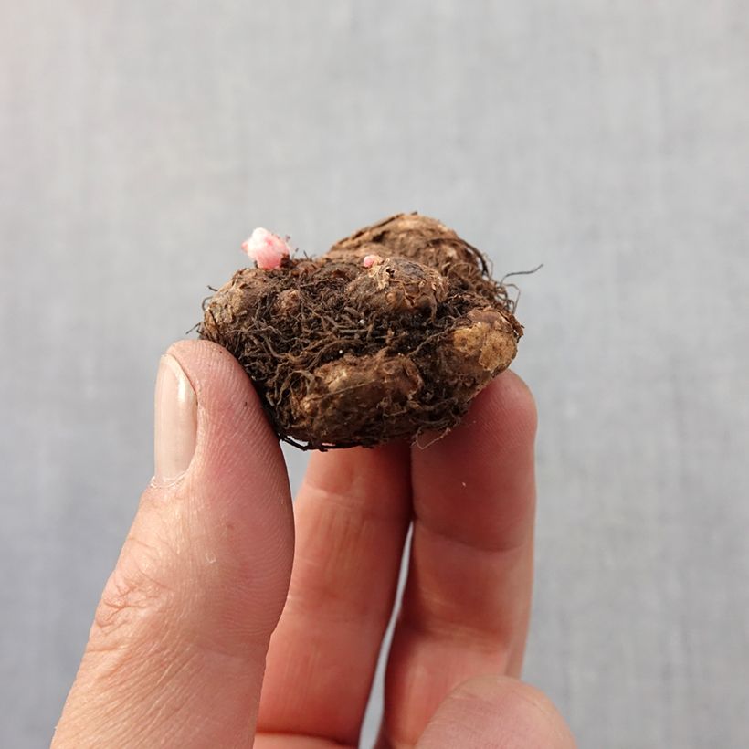 Example of Begonia pendula Pink Balcony - Hangbegonia Bol kaliber 5+ as you get in printemps