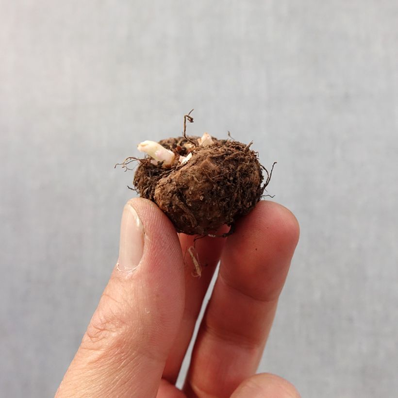 Exemplaar van Begonia semperflorens Picotée Mix (zaad) - Waterbegonia Bol kaliber 4+ zoals geleverd in de lente