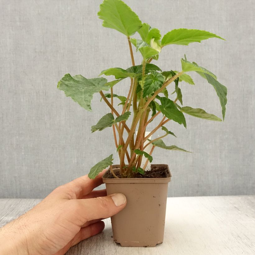 Exemplaar van Begonia Chardonnay - Hangbegonia Kweekpotje van 8/9 cm zoals geleverd in de lente