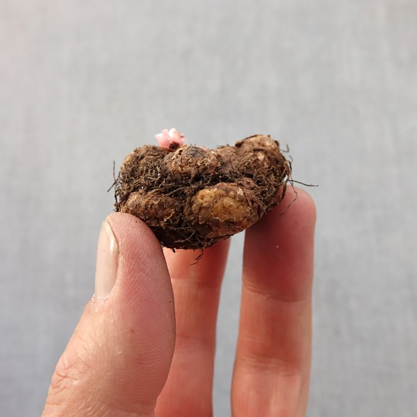 Exemplaar van Begonia tuberhybrida Pendulata Odorata Mix - Knolbegonia Bol kaliber 4+ zoals geleverd in de lente