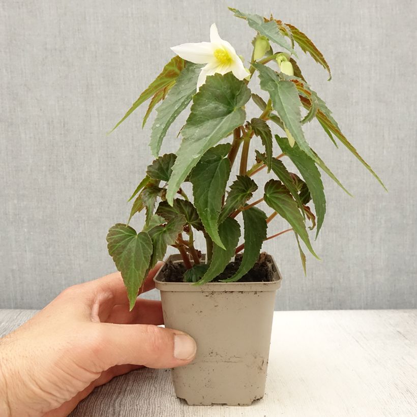 Exemplaar van Begonia boliviensis Summerwings Apricot in plantgoed - Hangbegonia Kweekpotje van 8/9 cm zoals geleverd in de lente