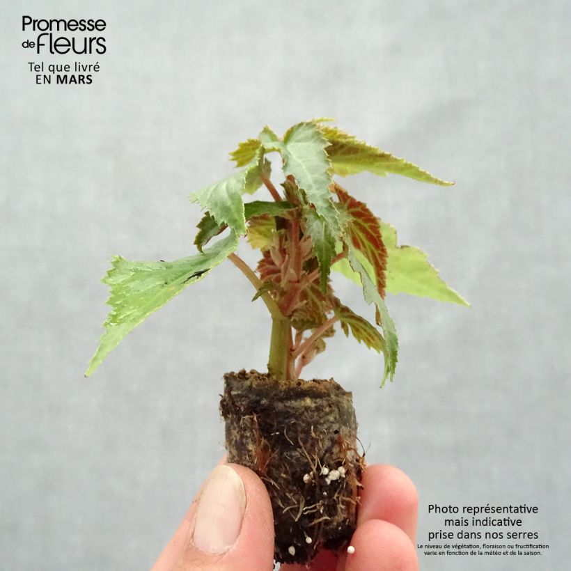 Exemplaar van Begonia boliviensis Summerwings Roze - Hangbegonia Mini-mot Ø 3/4 cm zoals geleverd in de lente