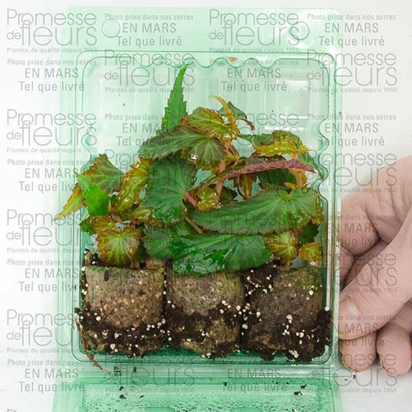 Voorbeeld van een exemplaar van Begonia Summerwings Wit - Hangbegonia Mini-mot Ø 3/4 cm zoals geleverd